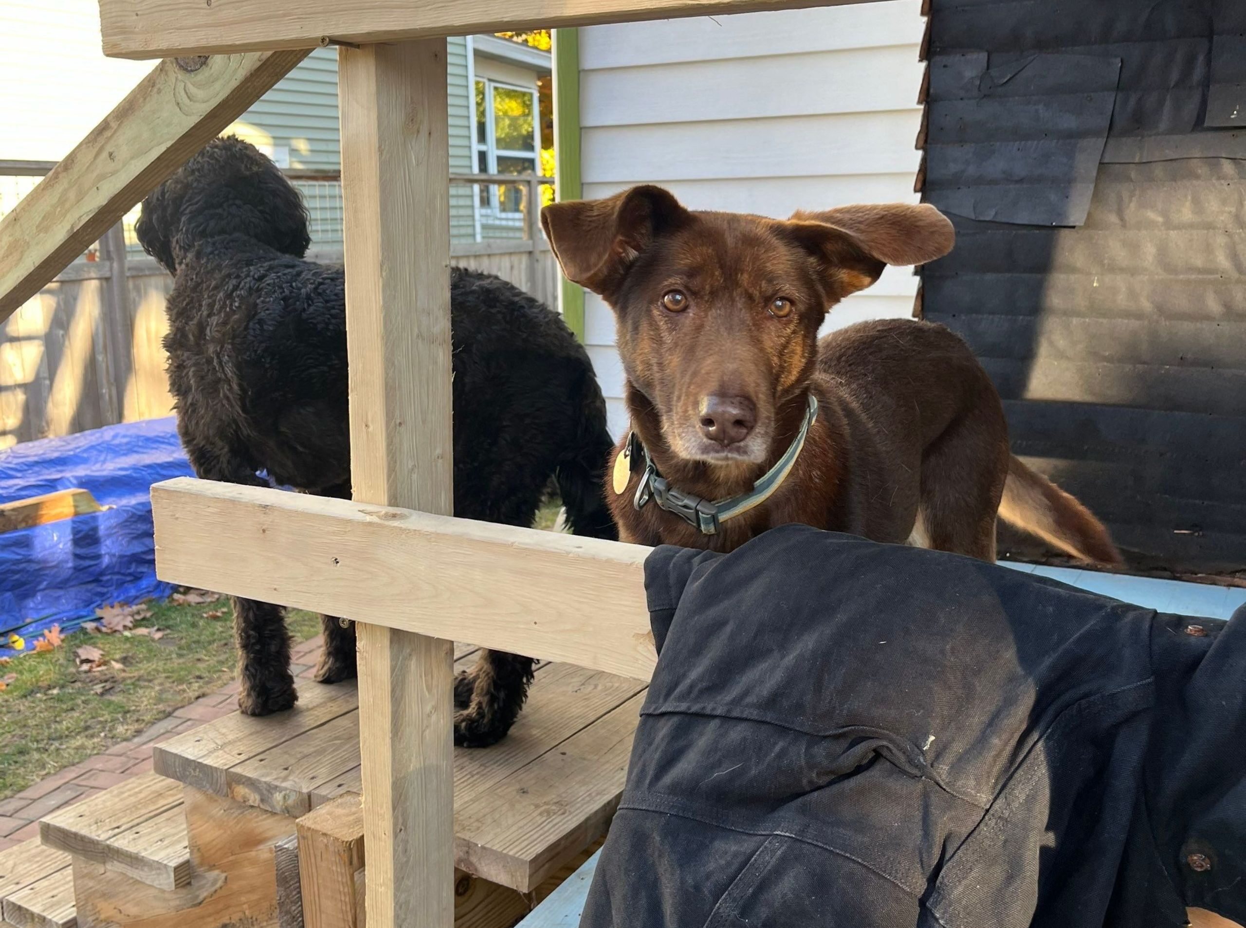 two dogs on a temporary porch